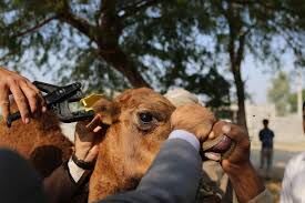 پلاک‌کوبی برای جلوگیری از قاچاق دام و انتقال بیماری