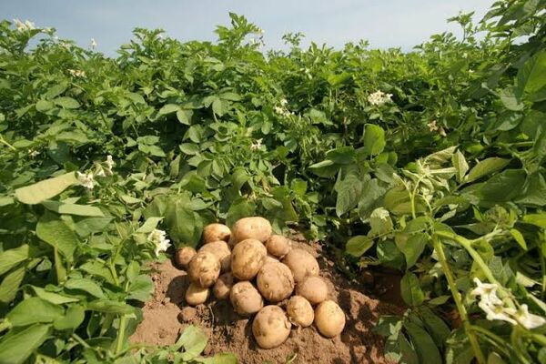 پیش بینی تولید بیش از ۲۰۰ هزار تن سیب زمینی در چهارمحال و بختیاری 