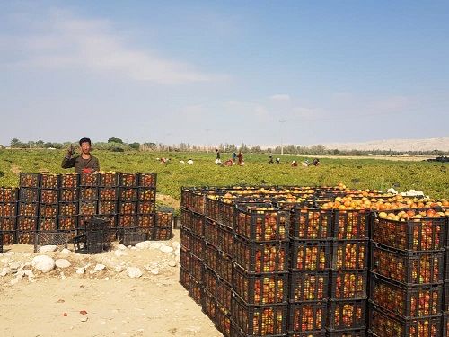 آغاز برداشت گوجه فرنگی از مزارع مهر