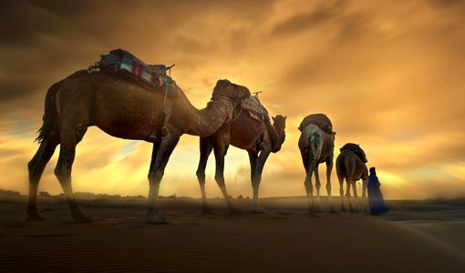 شکیبایی شتر و استقامت شنزار، زیر نگاه «ساربان‌یار» / دو میلیون داده مکانی تولید شد