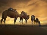 شکیبایی شتر و استقامت شنزار، زیر نگاه «ساربان‌یار» / دو میلیون داده مکانی تولید شد