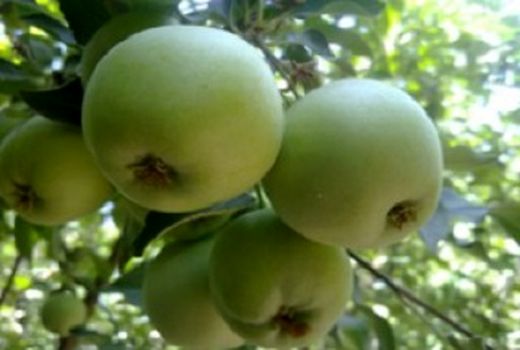 برداشت 100 تن سیب گلاب در بیضا