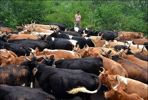 گاوهای بومی اصفهان منقرض شد/ خطر در کمین بز و گوسفند بومی