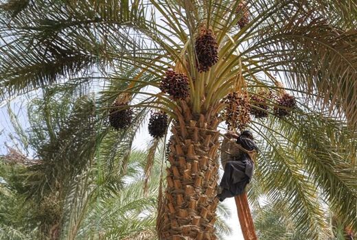 صادرات ۳۰ هزار تن خرما استان بوشهر به خارج از کشور