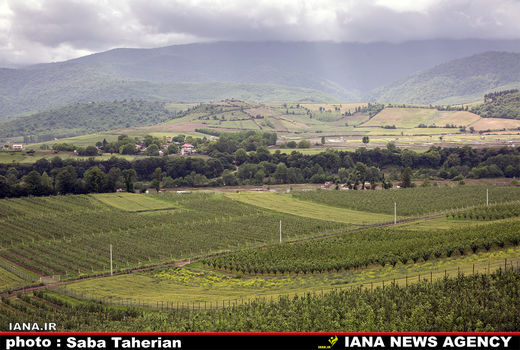  گالری عکس:باغ مرکبات 