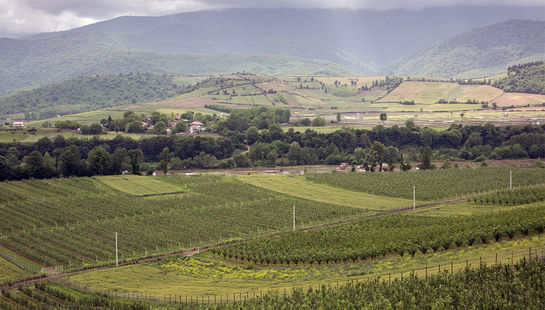  گالری عکس:باغ مرکبات 