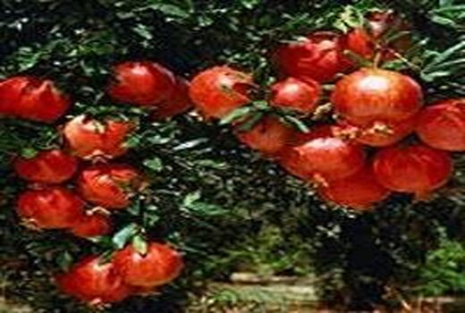 پایان برداشت انار در باغملک