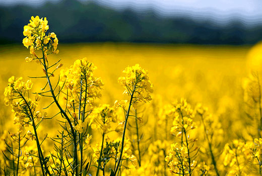 افزایش قیمت خرید تضمینی دانه‌های روغنی در انتظار تصویب شورای اقتصاد