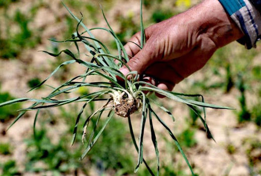 صدور مجوز برداشت گیاهان دارویی، صنعتی و خوراکی مرتعی ممنوع شد