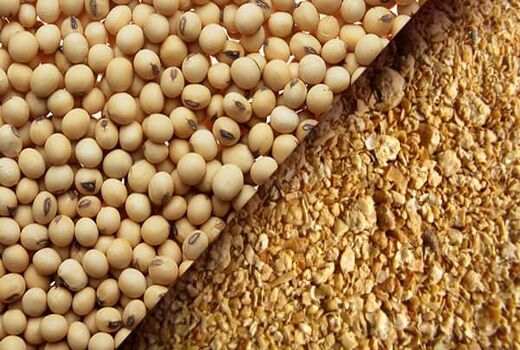 جایگزینی کنجاله سویا در خوراک دام و طیور امکان‌پذیر نیست