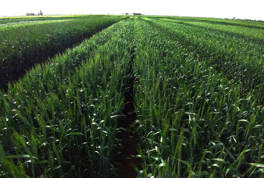 سهم 20 درصدی استان یزد از تولید بخش کشاورزی کشور