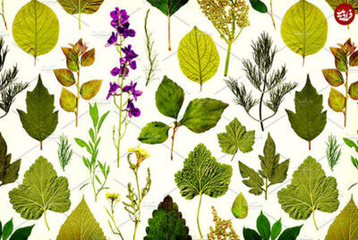 نمونه 85 درصد قارچ‌های کشور در هرباریوم ایران جمع‌آوری شده است