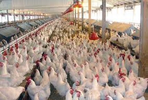 همکاری جهاد کشاورزی شهرستان سیرجان با دامپزشکی جهت کنترل بیماری آنگارا 