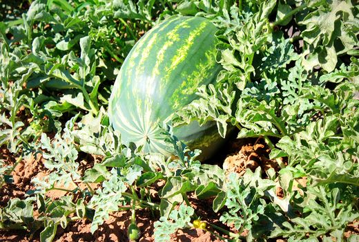 کشت هندوانه مظلوم واقع شده است/ درآمد ۱٫۲ میلیارد دلاری کشور از صادرات سبزی و صیفی