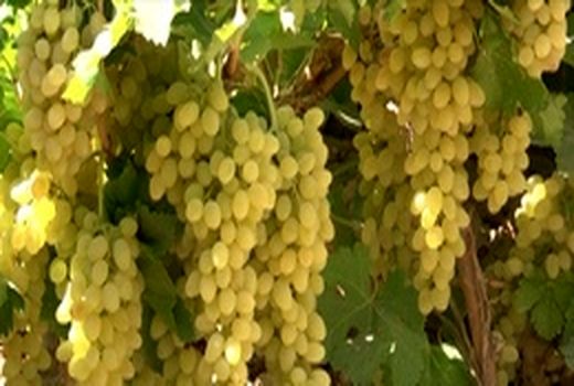 افزایش 10درصدی کشت انگور برخوار 