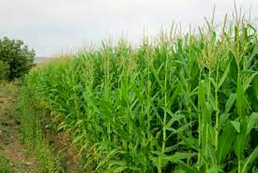 تولید ذرت سالم با رهاسازی زنبور تلنموس