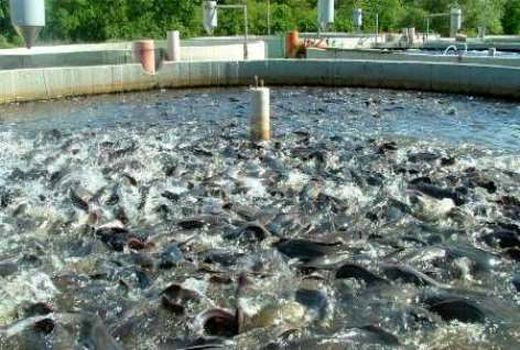 وجود بیش از 700 استخر پرورش ماهی در خراسان جنوبی