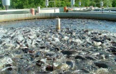 وجود بیش از 700 استخر پرورش ماهی در خراسان جنوبی