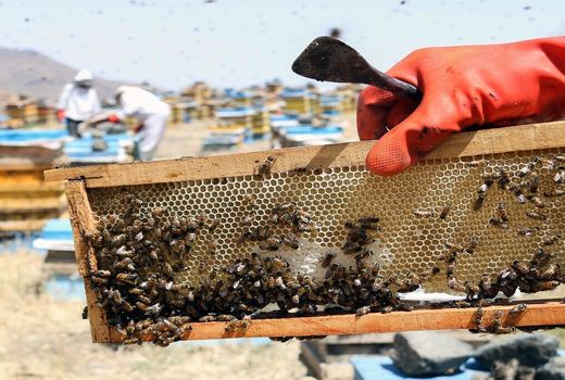 برداشت عسل کُنار در استان بوشهر آغاز شد