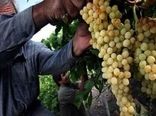 شروع برداشت انگور در زیرکوه