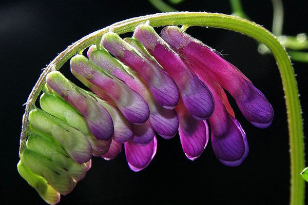 صدو11 تن بذر ماشک در کردستان تامین شد