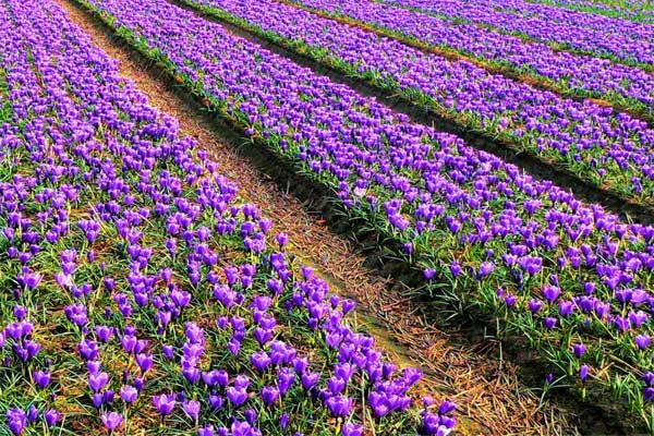 برداشت زعفران از مزارع شهرستان میامی