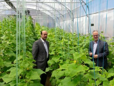 سطح گلخانه‌های استان اردبیل امسال به ۱۰۰ هکتار افزایش می‌یابد