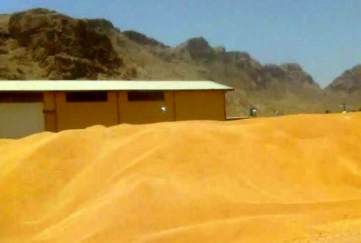 تولید گندم در استهبان به 13 هزار تن رسید   