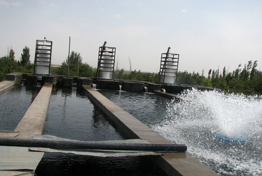 3 هزار و 998 تن انواع ماهیان در استان قزوین تولید شد