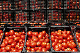 تولید 240 هزارتن گوجه فرنگی در کازرون