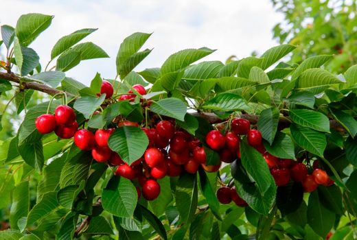 برداشت گیلاس از باغات قزوین آغاز شد