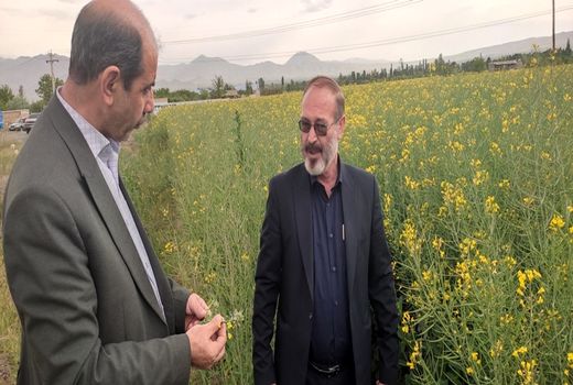 کلزا کاران شهرستان مرند مبارزه با شته مومی را جدی بگیرند