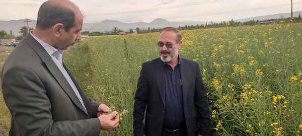کلزا کاران شهرستان مرند مبارزه با شته مومی را جدی بگیرند