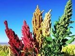 پیش بینی می شود امسال 35 تن محصول کینوا از مزارع بخش راین کرمان برداشت گردد.