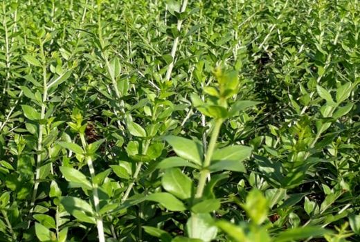 تولید بیش از ۱۵ هزارتن  حنا در رودبارجنوب