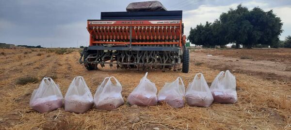 اجرای طرح مقایسه ارقام کاشت مزارع گندم در شهرستان دهلران