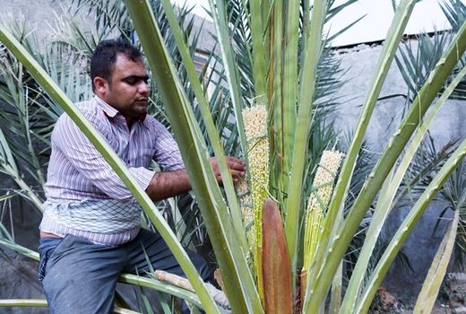 گرده افشانی 9000 هکتاری نخیلات قیروکارزین آغاز شد  