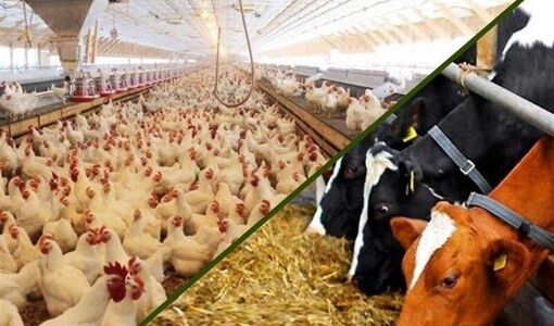 صادرات، اولویت اصلی عبور صنعت خوراک دام از رکود