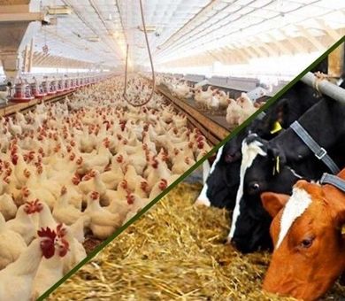 صادرات، اولویت اصلی عبور صنعت خوراک دام از رکود