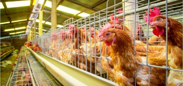 کاهش 20 درصدی ارزش محصولات طیور در سال 2016 نسبت به سال قبل از آن