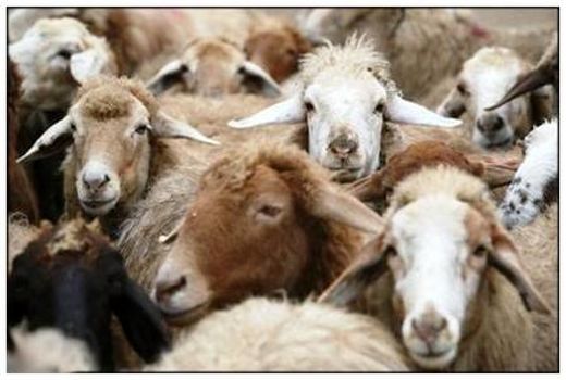 افزایش 33 درصدی دام سبک پرواری در فصل تابستان