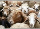 افزایش 12 درصدی تعداد دام سبک کشور در پاییز 99