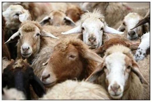 ٥,٦ میلیون رأس انواع دام سبک برای کشتار عرضه شد