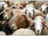 ٥,٦ میلیون رأس انواع دام سبک برای کشتار عرضه شد