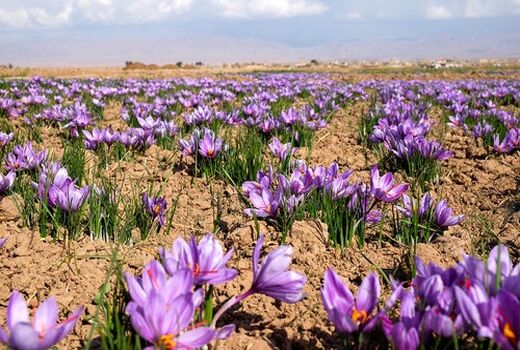 بخشی از نظارت بر خرید حمایتی زعفران باید غیرمحسوس باشد