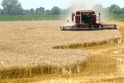 برداشت خوشه های زرین جو در خراسان شمالی