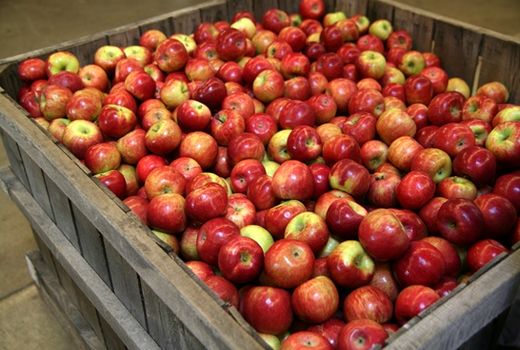 میوه‌ صدرنشین صادرات محصولات کشاورزی شد