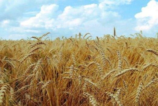 مبارزه با آفت سن مادری در سطح ۷۰ هکتار از اراضی کشاورزی استان سمنان انجام شد