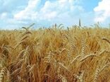 مبارزه با آفت سن مادری در سطح ۷۰ هکتار از اراضی کشاورزی استان سمنان انجام شد