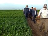 تولید گندم در ایران، امسال از ۱۴ میلیون تن فراتر می‌رود